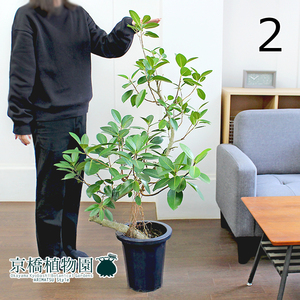 【現品】フランスゴム 曲がり 8号 紺鉢（2）Ficus rubiginosa