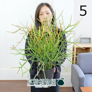 【現品】ミルクブッシュ（青珊瑚） 5号（5）Euphorbia tirucallis