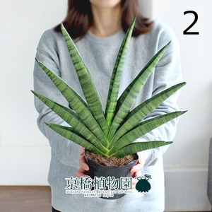 【現品】サンスベリア・インディ 4号ポット（2）Sansevieria