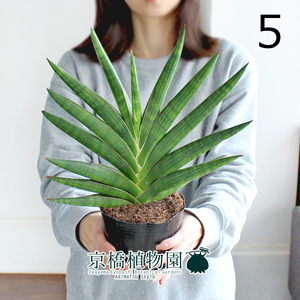 【現品】サンスベリア・ケニア 4号ポット（5）Sansevieria Kenia