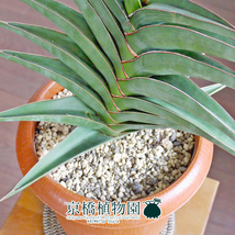 【現品】サンスベリア・パウエル/ポウェリー 7号 茶鉢（1）Sansevieria powellii_画像2