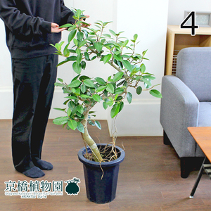 【現品】フランスゴム 曲がり 8号 紺鉢（4）Ficus rubiginosa