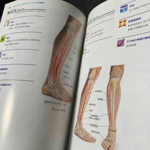 クリニカルマッサージ ひと目でわかる筋解剖学と触診・治療の基本テクニック （改訂版）DVD付の画像8