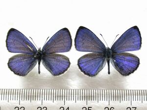 蝶標本　スギタニルリシジミ 2♂（長崎産／野外品）