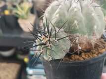 ★コピアポア 黒王丸 強刺肌白 Copiapoa cinerea ウチワ台付き 検 コルムナアルバ コピアポア シネレア 孤竜丸 黒王丸_画像3