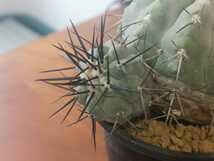 ★コピアポア 黒王丸 強刺肌白 Copiapoa cinerea ウチワ台付き 検 コルムナアルバ コピアポア シネレア 孤竜丸 黒王丸_画像7