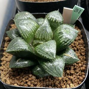 ハオルチア ムチカホワイト特×ガラスのマリー　多肉植物 