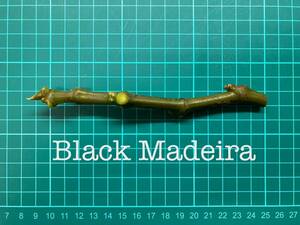 いちじく Black Madeira 挿し穂 1本（穂木・挿木）@42