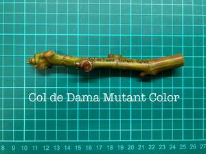 いちじく Col de Dama Mutant Color 挿し穂 1本（穂木・挿木）@80