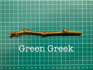 いちじく Green Greek 挿し穂 1本（穂木・挿木）@92