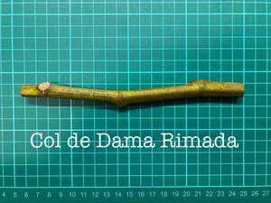 いちじく Col de Dama Rimada 挿し穂 1本（穂木・挿木）@154