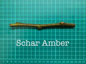 いちじく Schar Amber 挿し穂 1本（穂木・挿木）@231