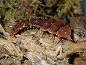 年末特価 サンヨウベニボタルの1種 ラオス産 餌付き！