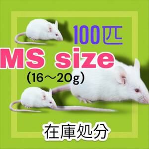 国産冷凍マウス　MSサイズ16〜20g 100匹　年末大SALE