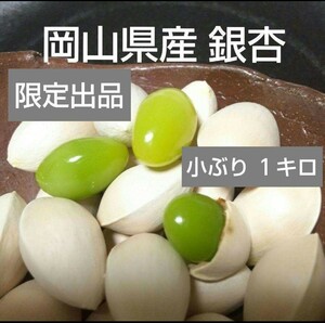 令和5年2023年岡山県産 銀杏 ぎんなん 小ぶり1kg 栽培期間中 農薬・化学肥料・除草剤不使用(gg)