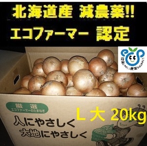 【エコファーマー農家直送】北海道産 玉ねぎ 20kg L大サイズ 