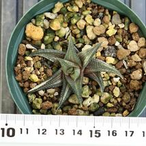 【1円スタート!】ハオルチア　瑠璃殿錦　Haworthia limifolia f.variegata 斑入り　ルリ殿錦　ハオルチオプシス　多肉植物_画像2