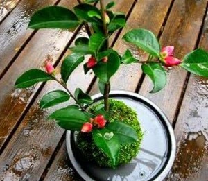 MINIツバキ　椿　苔玉　苗木　苔テラリウム　盆栽