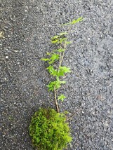 MINIモミジ　紅葉　苔玉　盆栽 　盆栽 苔　苔テラリウム　_画像7