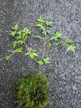MINIモミジ　紅葉　苔玉　盆栽 　盆栽 苔　苔テラリウム　_画像5