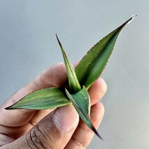 MM35 新種 先発 agave ovatifolia killer watermelon 株を厳選 極上子株_画像2