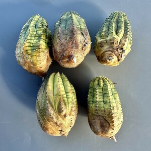 MM17 ヨーロッパ入力 ユーフォルビア オベサブロウ Euphorbia obesa錦 虎の斑紋錦 鮮明極上錦 極上斑入り 厳選極上美株 5株