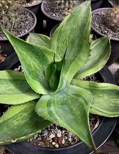 MM49 新種 先発 agave ovatifolia killer watermelon 株を厳選 極上子株