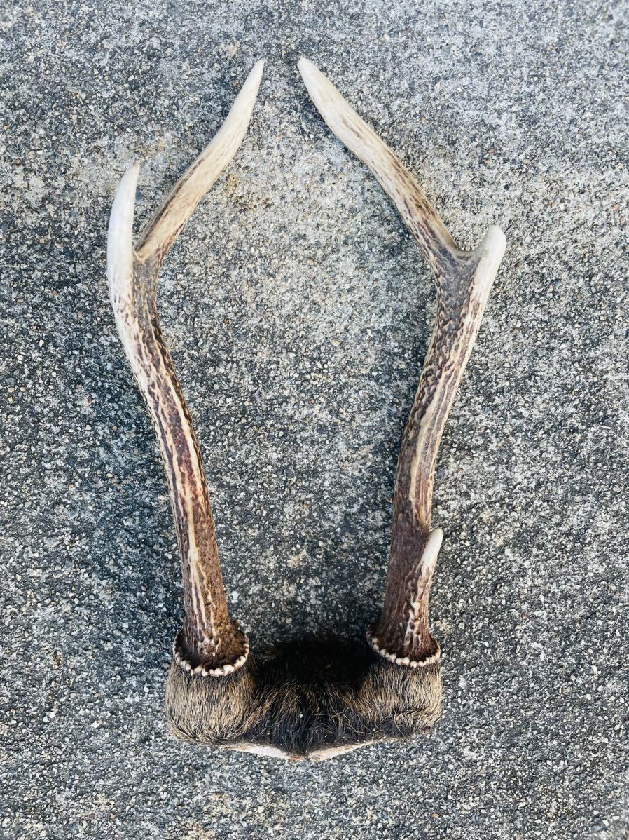 Deer antlers③, Handmade items, interior, miscellaneous goods, ornament, object