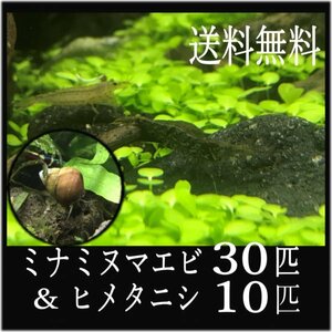 ミナミヌマエビ 30匹 ＆ ヒメタニシ10匹 セット　岡山産【 送料無料・死着補償】( めだか メダカ 熱帯魚 ）