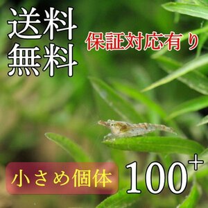 【選別】ミナミヌマエビ（小さめサイズ）100匹＋α【死着補償有り・送料無料】（ メダカ 水草 コケ取り ヒメタニシ ヤマトヌマエビ）