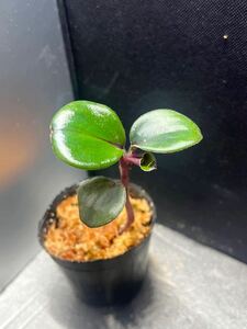 Geogenanthus ciliatus Ecuador ゲオゲナンサス・キリアタス　子株1株　熱帯植物/パルダリウム/ビバリウム