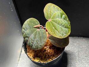 Piper sp.Selangorピペルsp.セランゴール　カット苗　パルダリウム/ビバリウム/クライマープランツ/熱帯植物