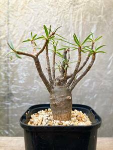 Euphorbia balsamifera E413【良型】 ユーフォルビア バルサミフェラ
