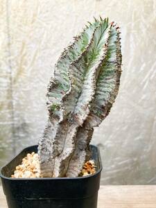 Euphorbia polygona E437【古株】ユーフォルビア ポリゴナ スノーフレーク