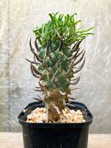 Euphorbia schoenlandii E439【良型】 闘牛角 ユーフォルビア スコエランディ_画像1