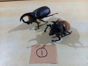 【o】①　カブトムシ　標本　二匹セット　レア物かも？