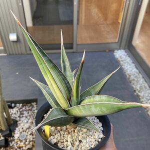 【プレミアムサンス】斑入り サンセベリア longifolia サンスベリア Sansevieria