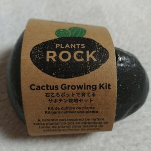 サボテン●本物の石にそっくりなポットで育てる栽培セット〒350plants rock cactusプランツロック カクタス 4528757036302 GD807聖新陶芸