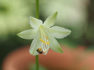 ** ギボウシ緑花とユウゲショウ白花赤花　**　検索　夕化粧　擬宝珠　山野草　