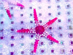 【New aquarium】【海水生物／ヒトデ】ジュズベリヒトデ ±5cm 海水魚 サンゴ サンプル画像 コーラル 死着保証有