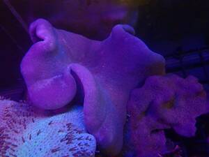 1円出品祭り！【New aquarium】【サンゴ】沖縄産 オオウミキノコ ＣＮｏ．２ ±15-20cm 海水魚 個体販売