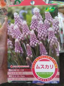 【球根：即決】ピンクムスカリ　ピンクサンライズ　５球入り【第４種郵便発送に限り送料無料】