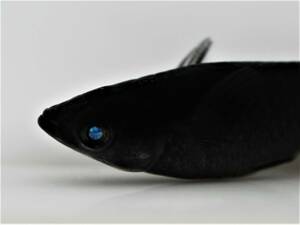 【メダカ　めだか】喪屍　【ゾンビ】　稚魚１０匹 　強ブルーアイ　ゾンビ　Ｇ-12