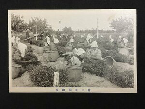 ｍ◆　戦前絵葉書　村上茶園摘葉　風景　新潟県　/I25⑥