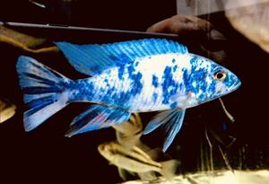 アフリカンシクリッド　スキアエノクロミス フライエリーMC/OB　幼魚3.5-4cm 4匹セット