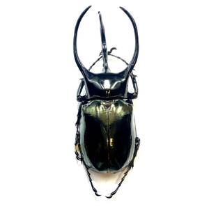 標本 118.5mm タイリクコーカサス Chalcosoma chiron belangeri 完全に詰めて計測