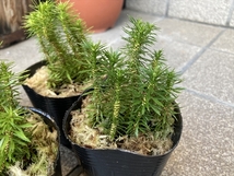 ■京都産 トウゲシバ H6㎝前後 峠芝 / シダ植物 苔テラリウム パルダリウム 苔玉 盆栽 お庭にも 管M_画像5