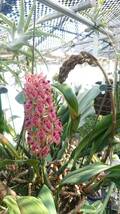 洋蘭原種 Bulbophyllum SP Pink バルボフィラム スペシャル ピンク　です。_画像1