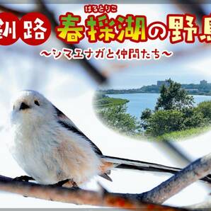 未開封新品/北海道釧路市限定/フレーム切手「釧路 春採湖の野鳥~シマエナガと仲間たち~」アカゲラ/ヤマガラ/はるとりこ/84円記念切手の画像2