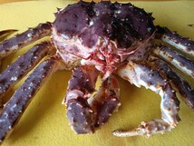 【年末・配送可能】【訳無】口いっぱい溢れるタラバ蟹の脚を！！稚内産特大ボイルたらば蟹炊き上り時約3.7kg 　　_画像2